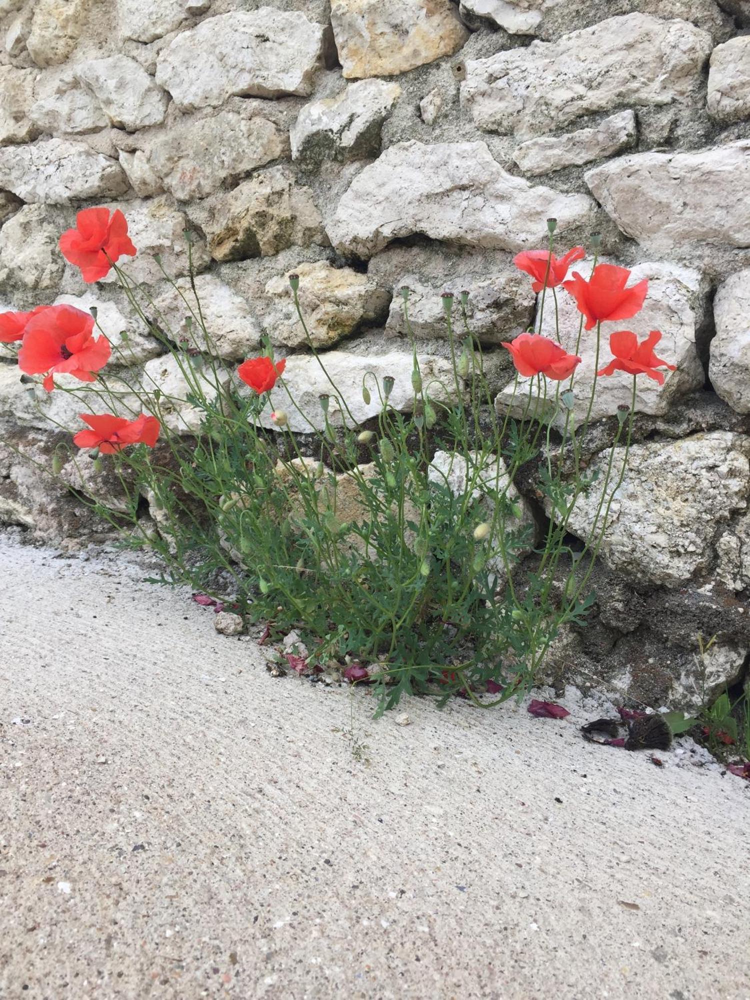 Un Figuier Dans Notre Jardin Villa Beaune-la-Rolande Værelse billede