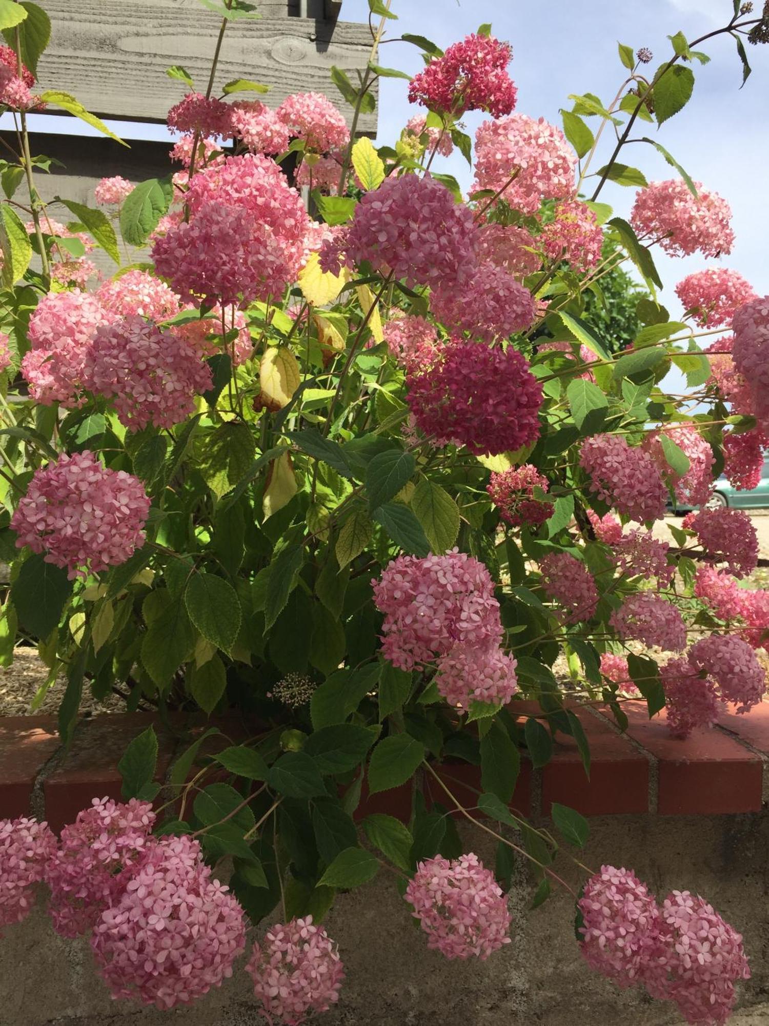Un Figuier Dans Notre Jardin Villa Beaune-la-Rolande Værelse billede